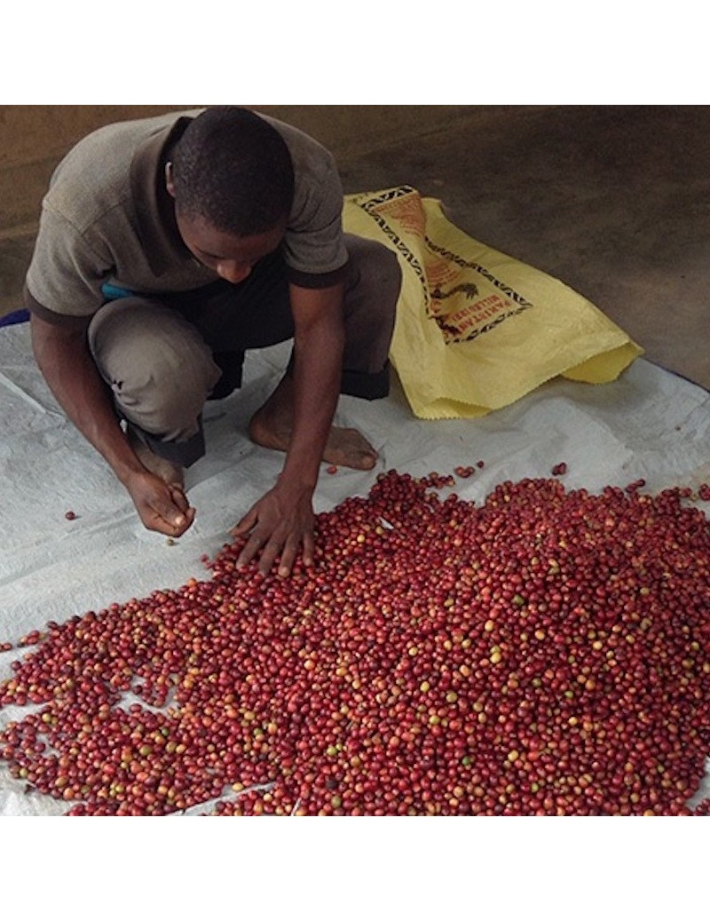 Rwanda Nyakizu Bourbon Rojo