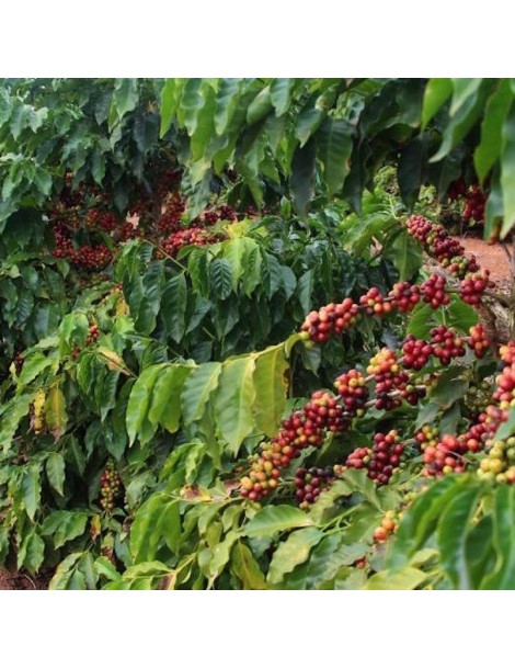 Brasil Fazenda Saõ Geraldo