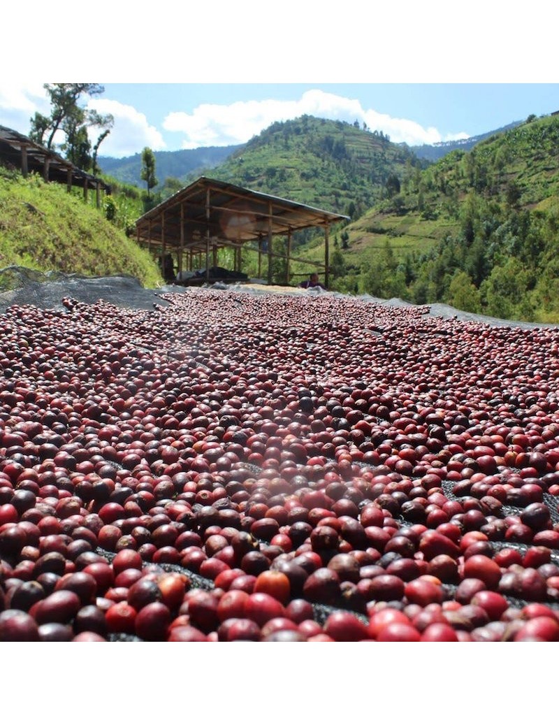 Rwanda Kilimbi Bourbon Rojo