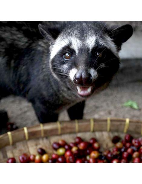 La Boutique del Café - Muestra de 15 gr de Kopi Luwak Green Gayo (2 tazas)
