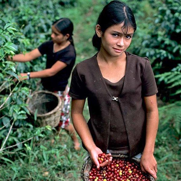 La Boutique del Café - Honduras Mujeres Orgánico - Granos de café tostados