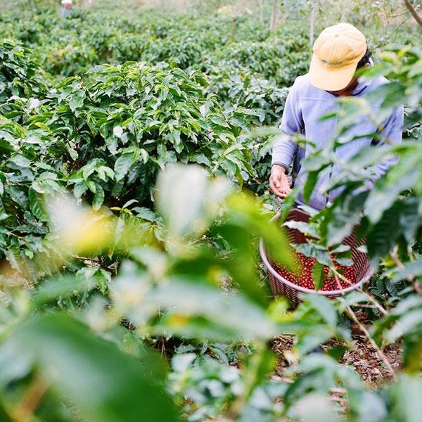 La Boutique del Café - Colombia Huila Finca la Suiza