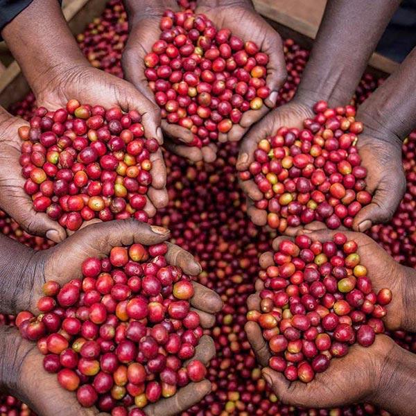 La Boutique del Café - Uganda Bugisu Elgon Mountain Bourbon AA