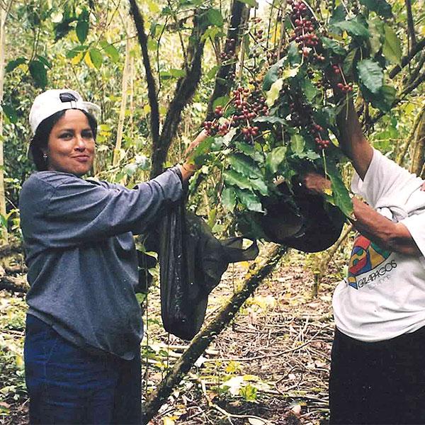 La Boutique del Café - Ecuador Islas Galápagos Orgánico