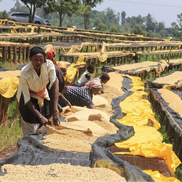 La Boutique del Café - Kenya AA Nyeri Kirinnyaga