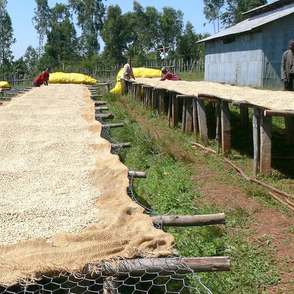 La Boutique del Café - Etiopía Sidamo Heirloom Orgánico