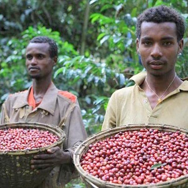 La Boutique del Café - Etiopía Guji Orgánico