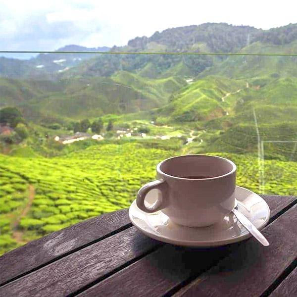 La Boutique del Café - Jamaica Blue Mountain Gold Cup Supreme