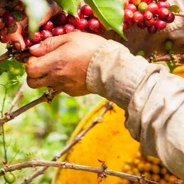 La Boutique del Café - Colombia Hacienda La Concordia