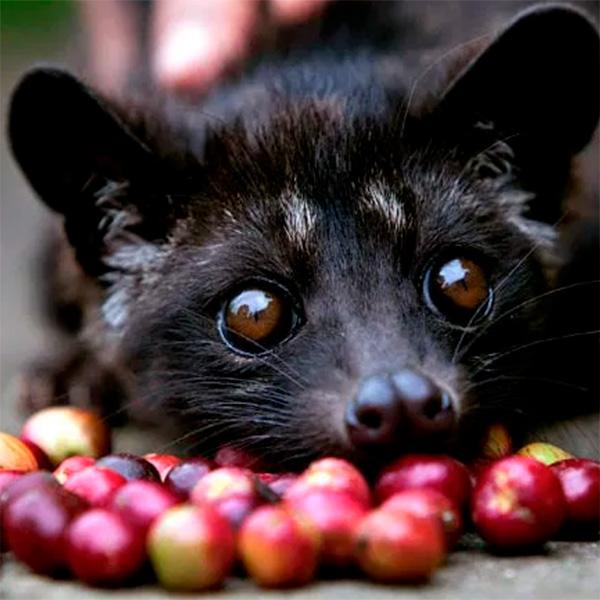 La Boutique del Café - Sumatra Wahana Estate Wild Kopi Luwak