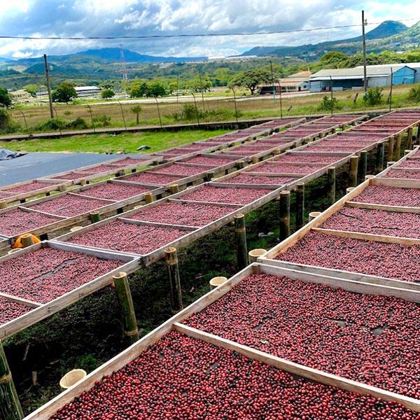 La Boutique del Café - Nicaragua Alto Matagalpa