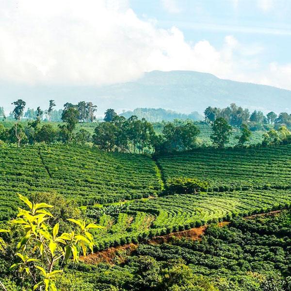 La Boutique del Café - Costa Rica Tarrazú