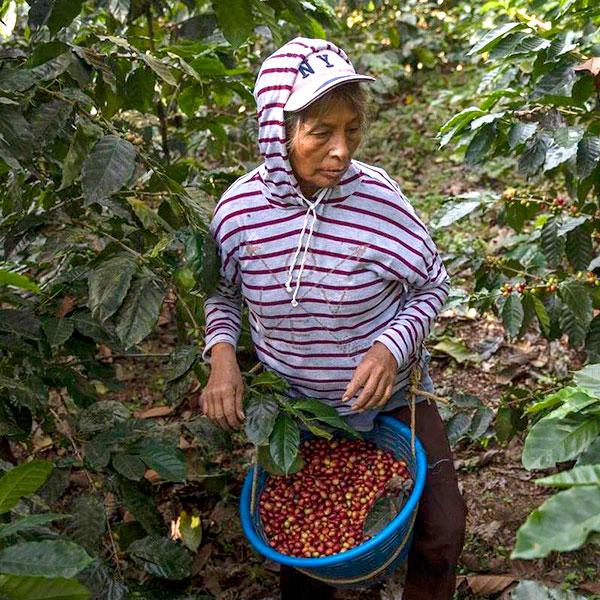 La Boutique del Café - Guatemala Natural