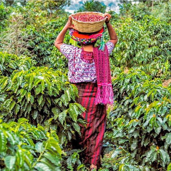La Boutique del Café - Guatemala Volcán de Oro