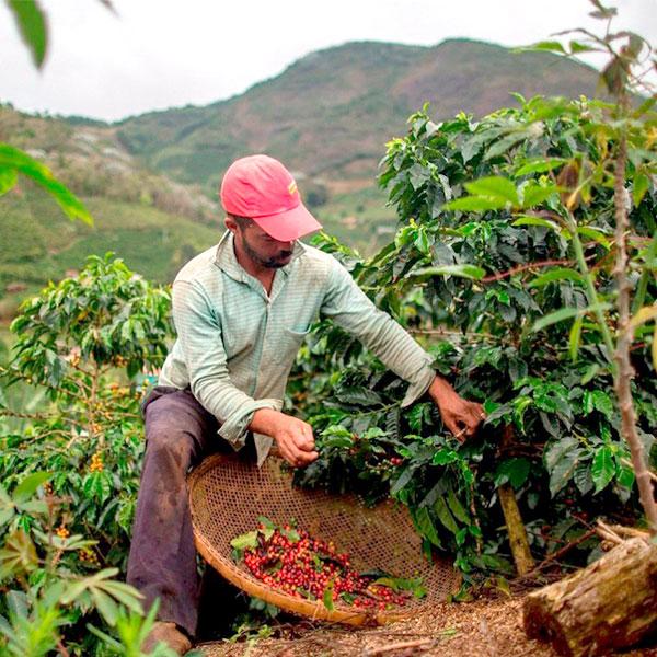 La Boutique del Café - Brasil Paracatú