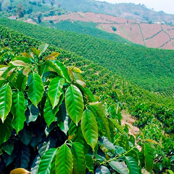 La Boutique del Café - Descafeinado Colombia Arábica
