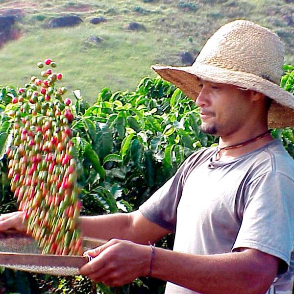 La Boutique del Café - Descafeinado Ecológico Arábica Lavado