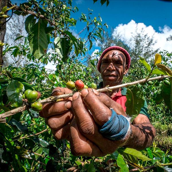 La Boutique del Café - Papúa Nueva Guinea