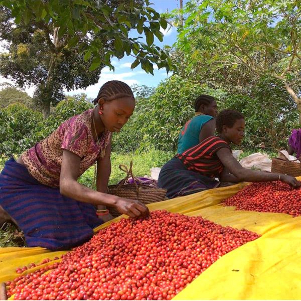La Boutique del Café - Etiopía Limú