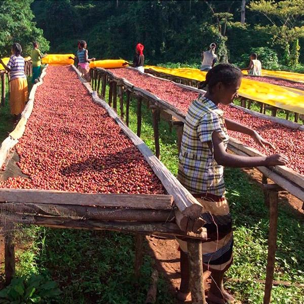 La Boutique del Café - Kenya AA "Plus"