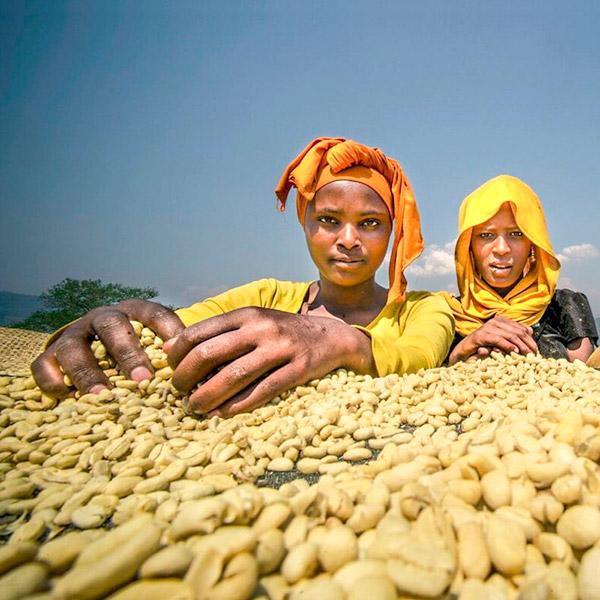 La Boutique del Café - Etiopía Sidamo