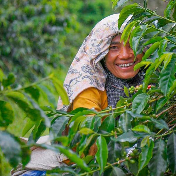 La Boutique del Café - Sumatra Mandheling