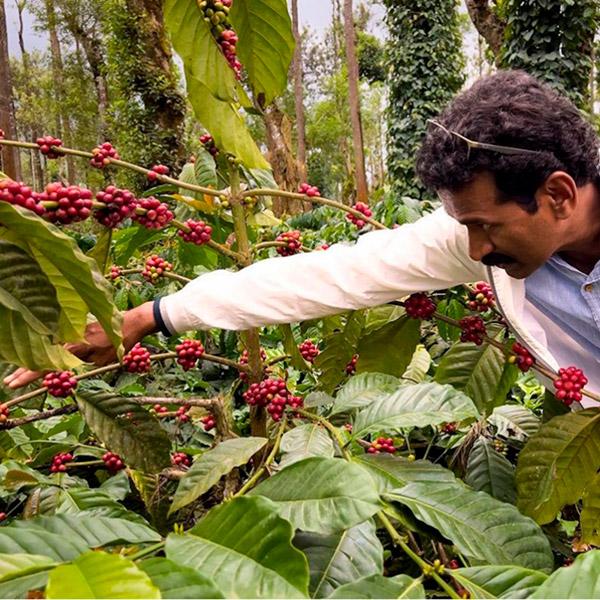 La Boutique del Café - India Mysore