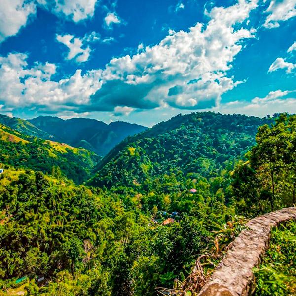 Jamaica Blue Mountain finca...