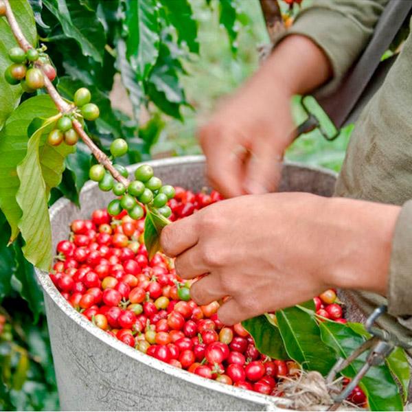 La Boutique del Café - Hawai Kona