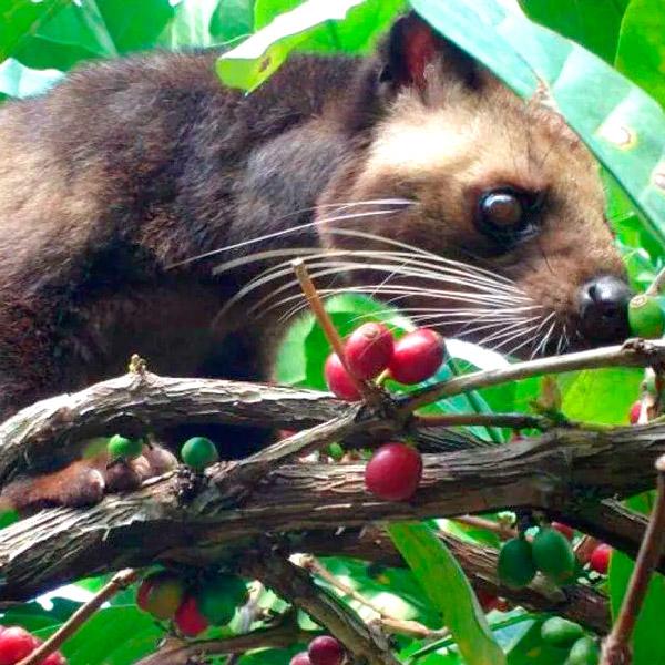 La Boutique del Café - Sumatra Green Gayo Kopi Luwak