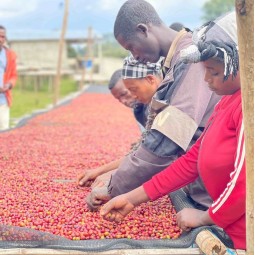 Etiopía Sidamo Finca...