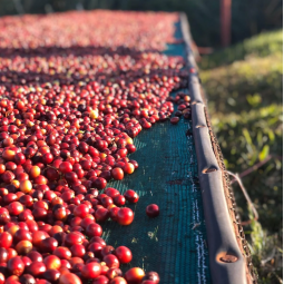 Costa Rica Arnoldo Guerrero