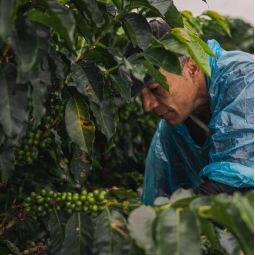 Costa Rica Pacamara Double...