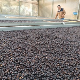 Panamá Geisha Finca Lucich