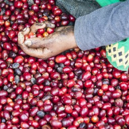 Cópia de Cópia de Cópia de...