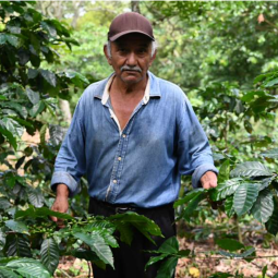 México Oro Azteca Finca la...